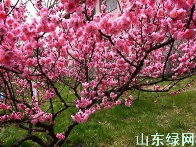 點此在新窗口瀏覽圖片