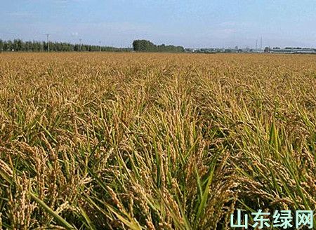 點此在新窗口瀏覽圖片